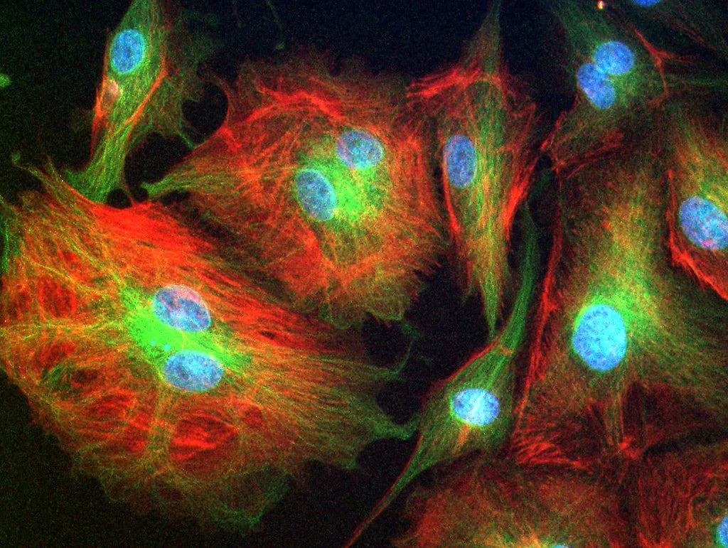 Autophagy and Hair Follicle Renewal: Cellular Housekeeping for Better Hair