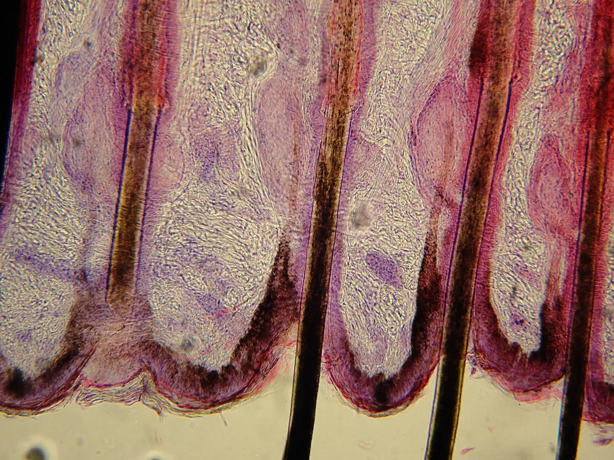 Circadian Rhythms and Hair Growth: Why Timing Matters
