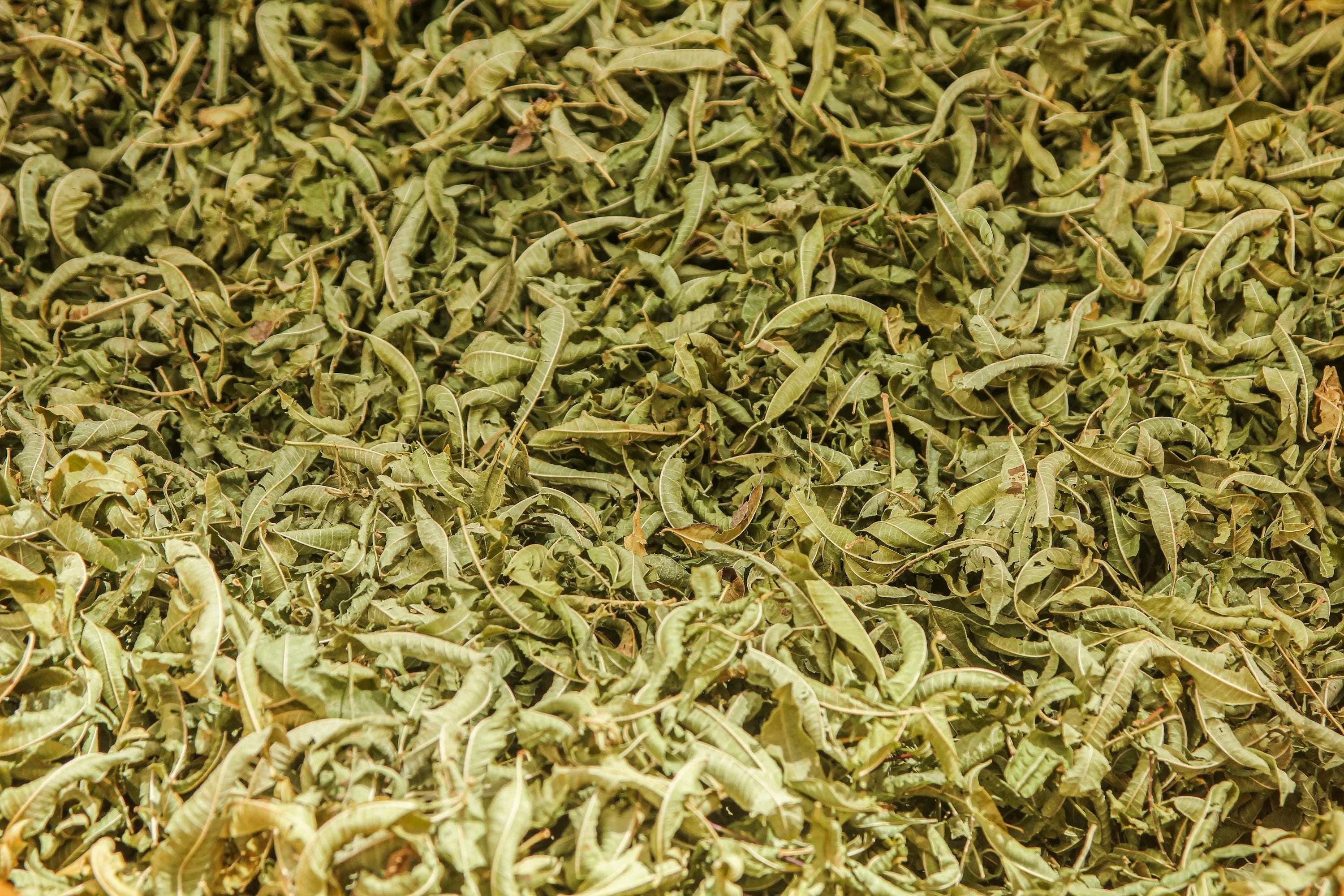 Close-up of dried green tea leaves showing rich texture and color, the natural source of EGCG antioxidants studied for hair growth support