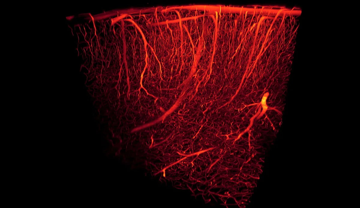 Nitric Oxide and Scalp Blood Flow: Vascular Keys to Hair Growth