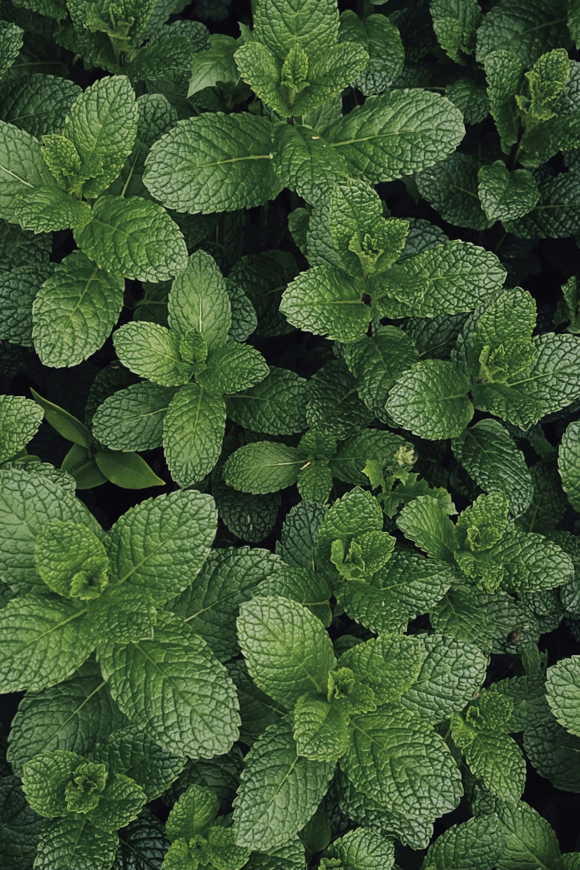 Close-up top-down view of lush green peppermint plant leaves growing densely together, showing their textured veined surface