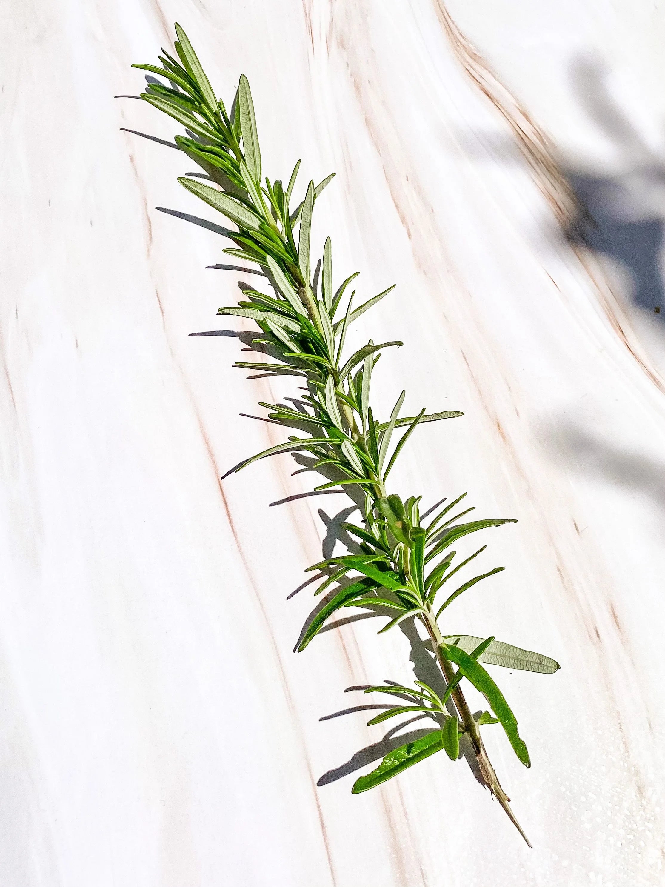 A fresh sprig of rosemary resting on a light marble surface with soft natural shadows