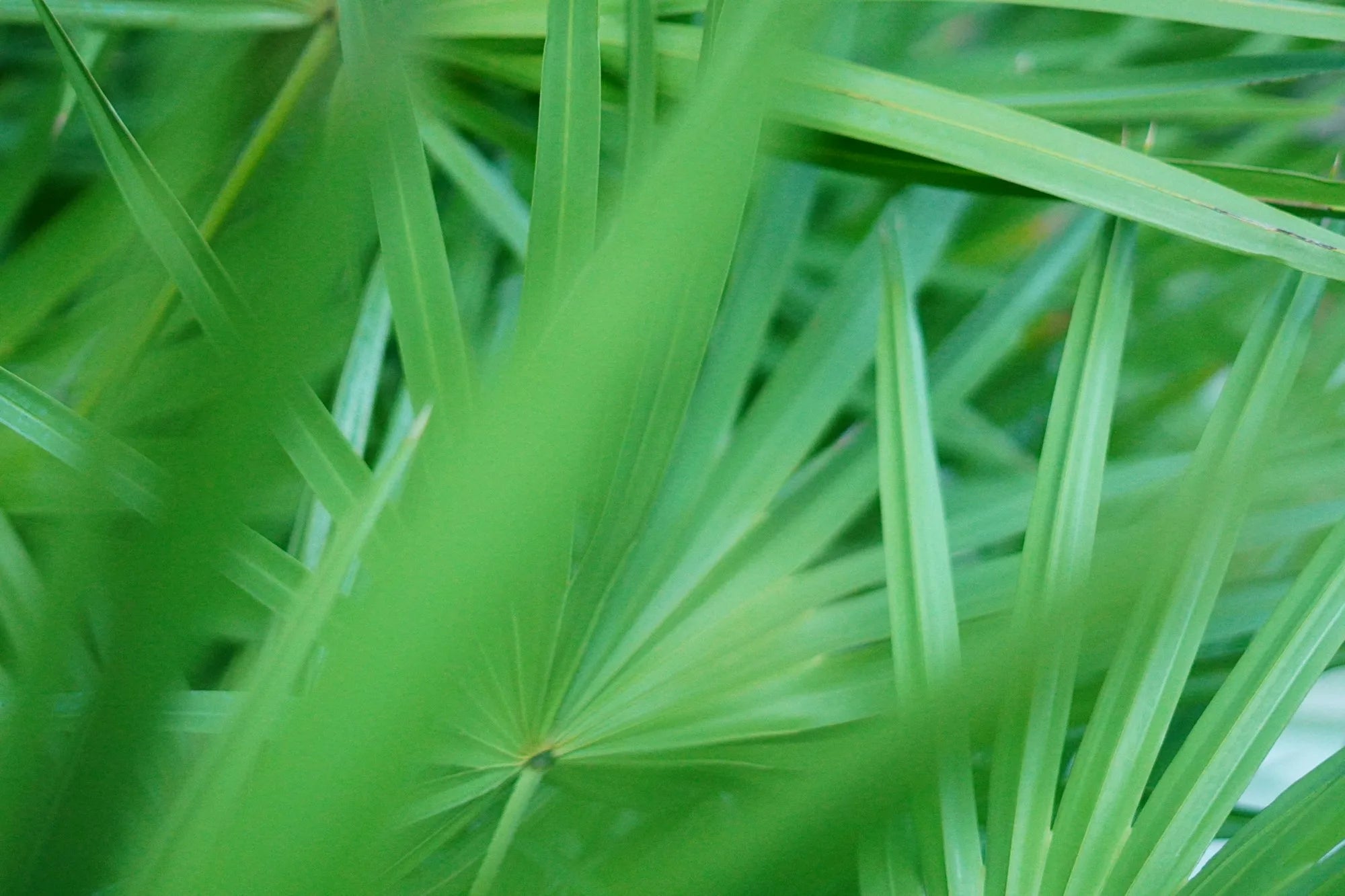 Close-up of a saw palmetto plant's green fan-shaped fronds growing in its natural Florida habitat