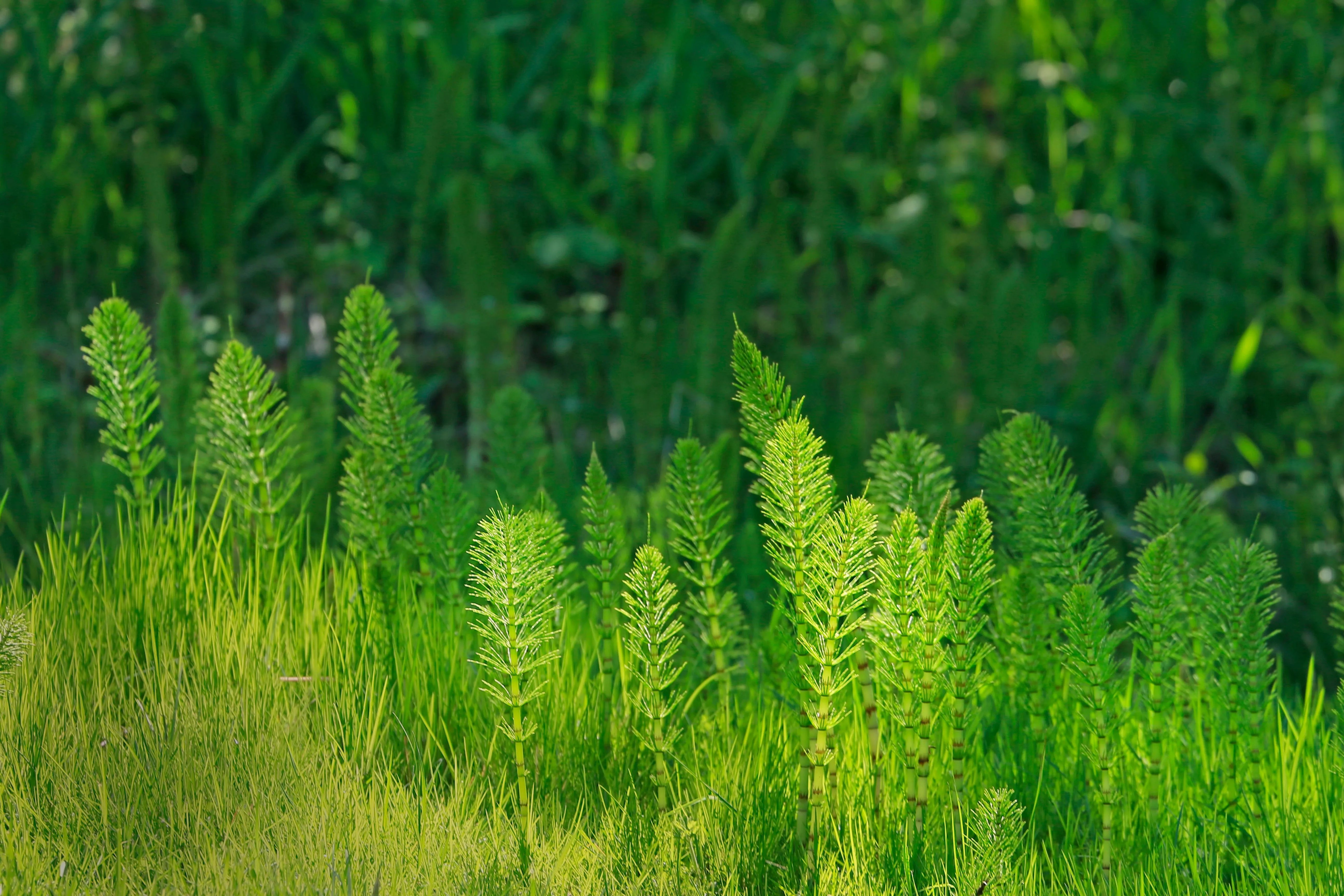 Close-up of vibrant green horsetail (Equisetum) plants growing in a sunlit forest meadow, the silica-rich herb used in hair supplements