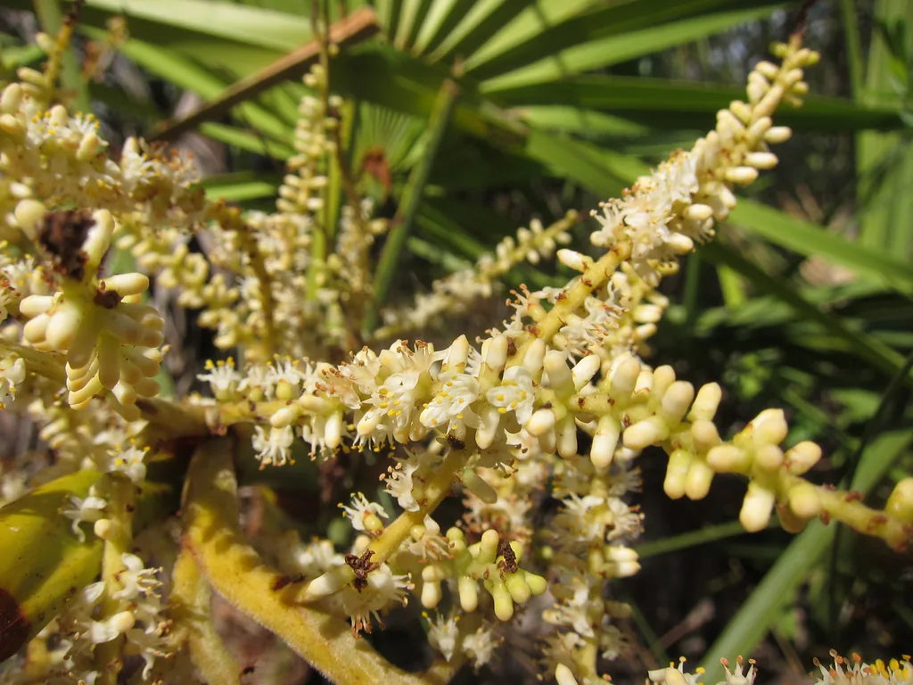 Viviscal vs Regrowthy: Marine Complex vs Botanical DHT-Blocking Formula